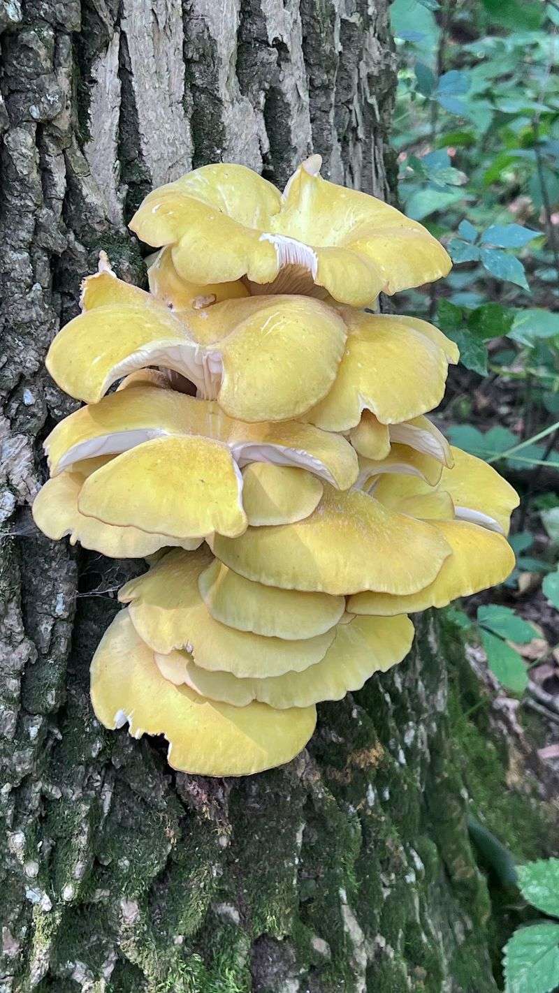 Mushroom Rock Formation You Have To Find