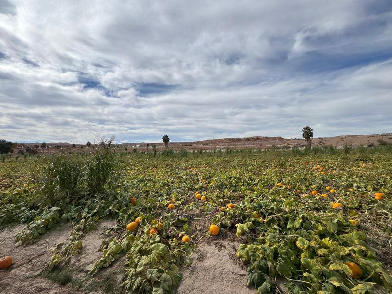 Pumpkins, Melons, And The Great Gourd Hunt