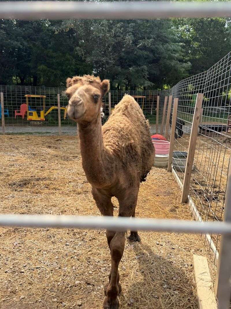An Unconventional Detour Into Tennessee Wildlife