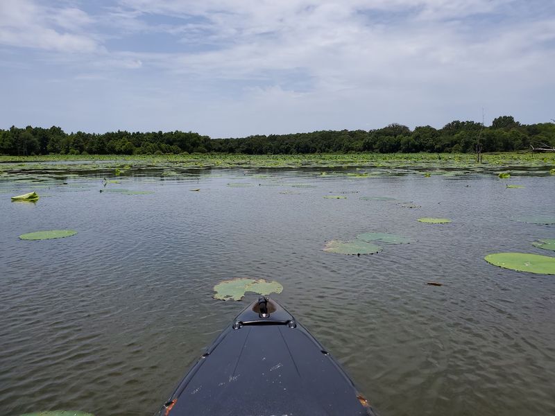 Stumps, Boat Lanes, And Learning To Steer