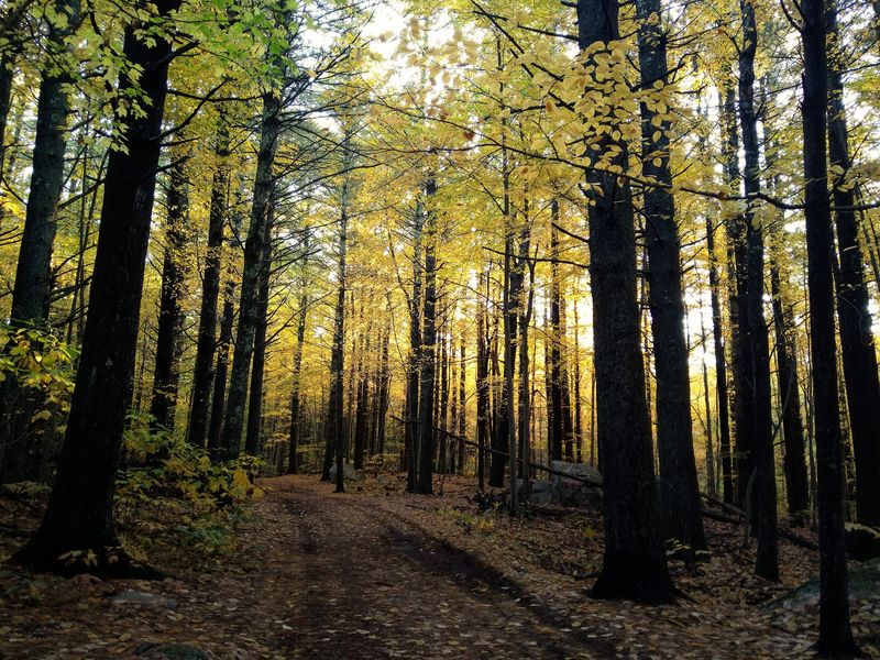 F. Gilbert Hills State Forest, Foxborough