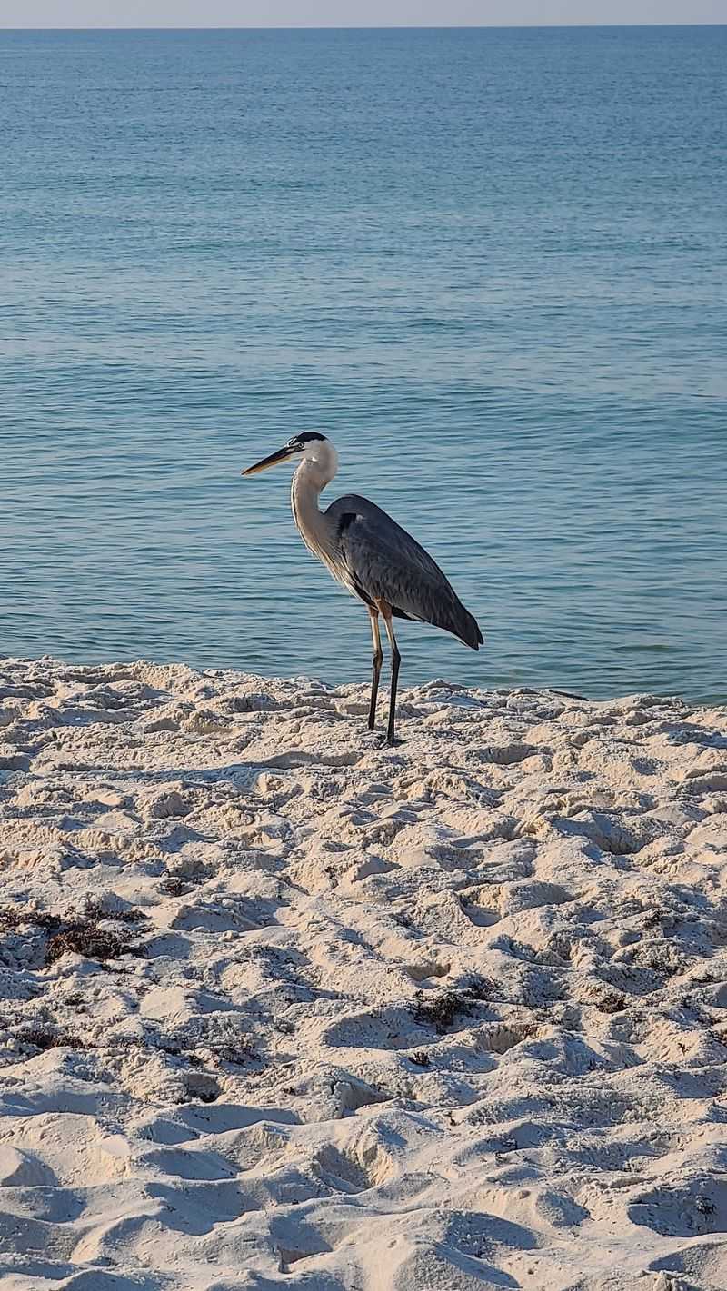 Pelicans, Herons And A Front-Row Wildlife Seat