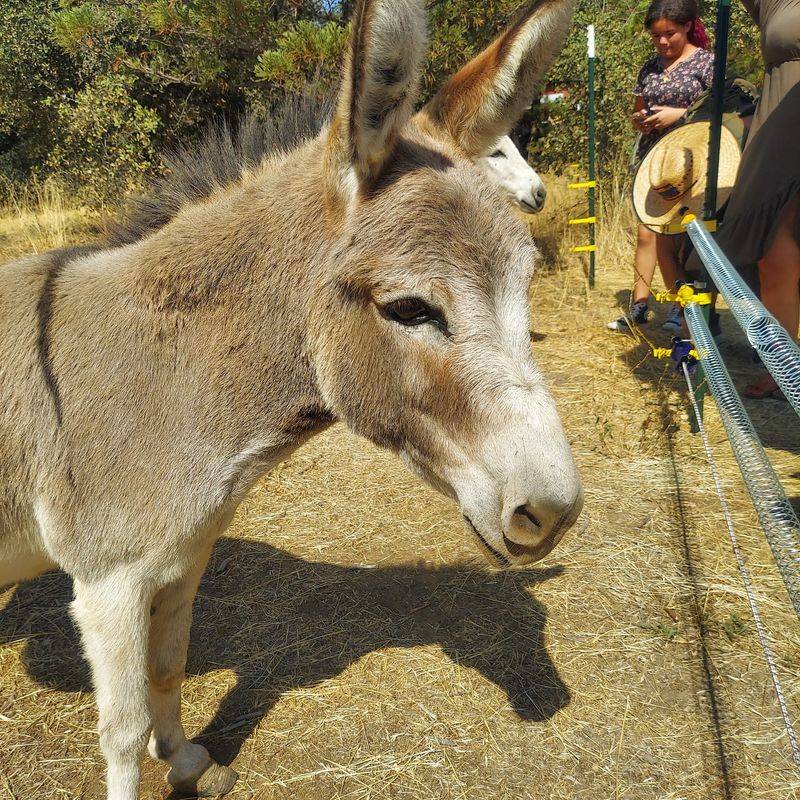 Meet The Goats, Pigs, And Friendly Barnyard Crew