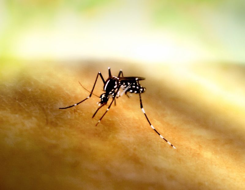Meet The Mosquito, The Tiniest Trip Crasher