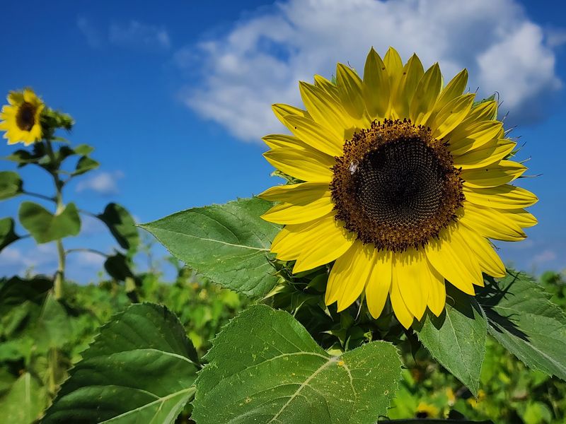 Cut Your Own Bloom And Carry It Home