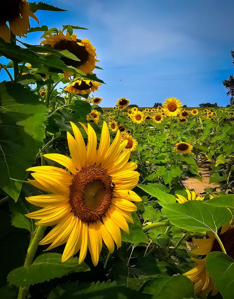 Sixty Acres Of Pure Gold
