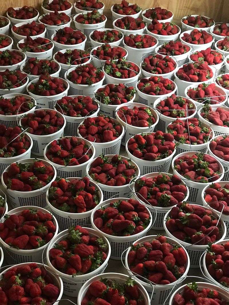Strawberry Season Steals The Show