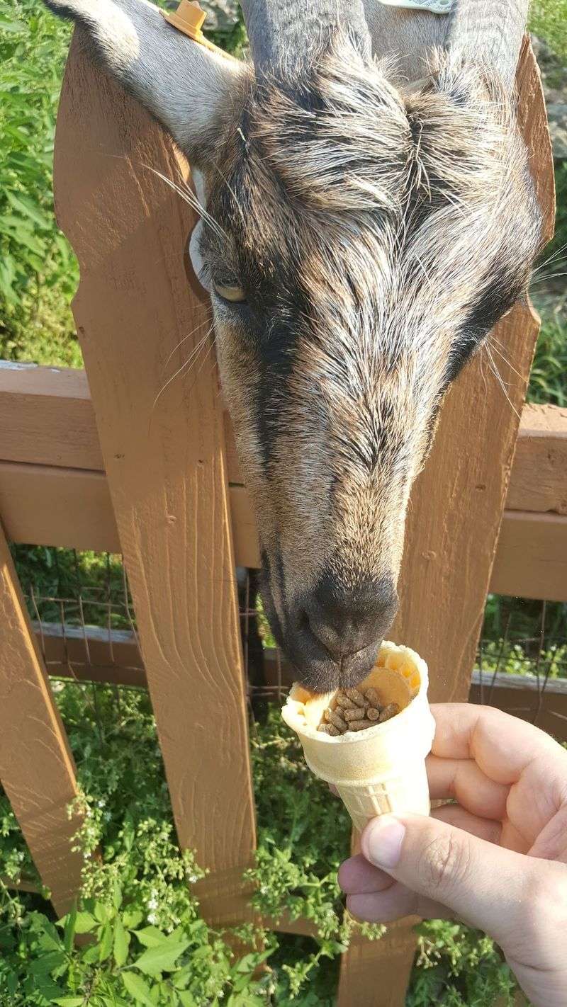 Feeding Time Turns Into The Main Event
