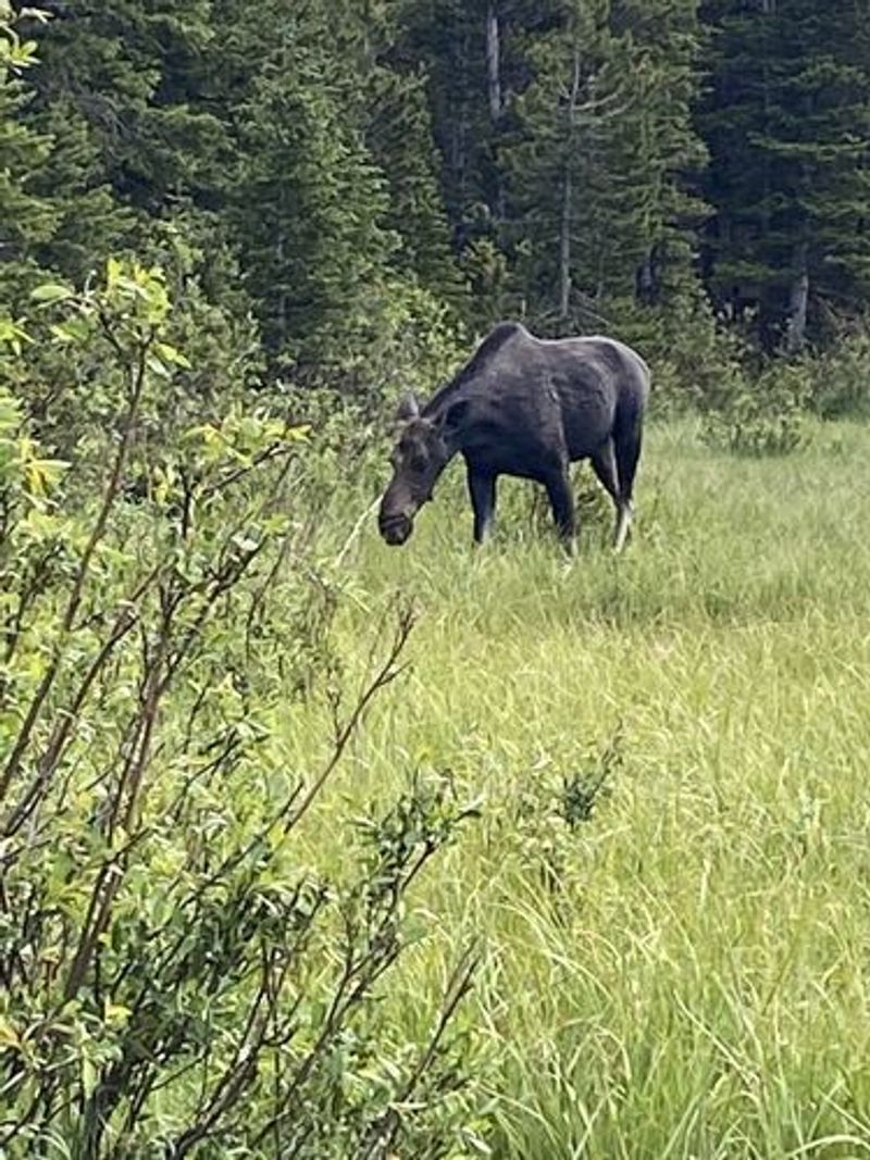 Wildlife That Shares The Mountain