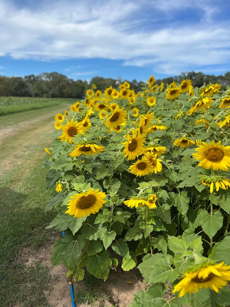 Middleton Farm Tours