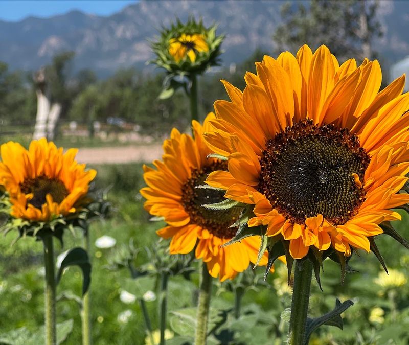 Sunflower Days Golden Mornings