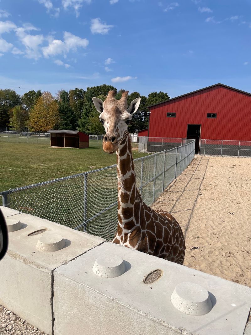 Giraffes May Reach Right Toward Your Window