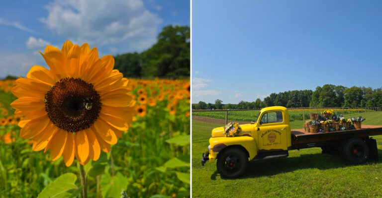 This Gorgeous Catskills, New York Farm Is Hosting A Massive Sunflower Festival All Month Long