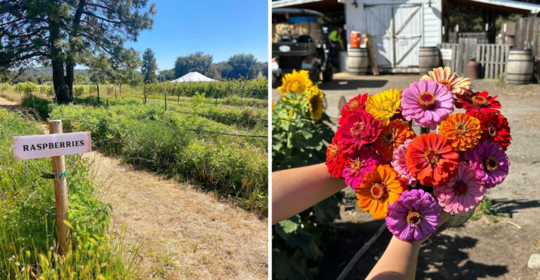 This Southern California Sunflower Farm Lets You Pick A Bouquet Straight From The Field