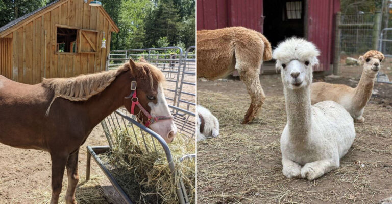 One Of America’s Most Incredible Animal Sanctuaries Is Right In Massachusetts, And You’ll Want To See It