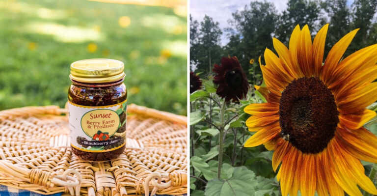 The Beautiful West Virginia Farm Hosting An Epic Sunflower Festival Next Month
