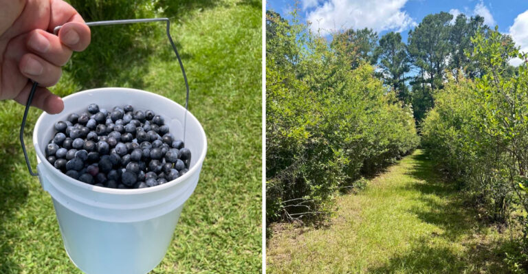 Locals Return Every Summer To This Louisiana Farm For Juicy U-Pick Blueberries
