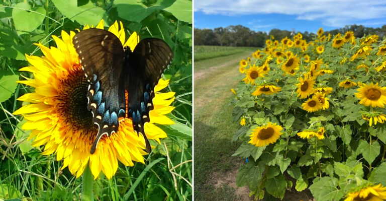 7 Mississippi Sunflower Fields So Stunning They Are Worth The Drive This Year