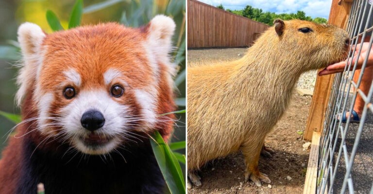 8 New York Spots Where You Can See Capybaras And Red Pandas Up Close