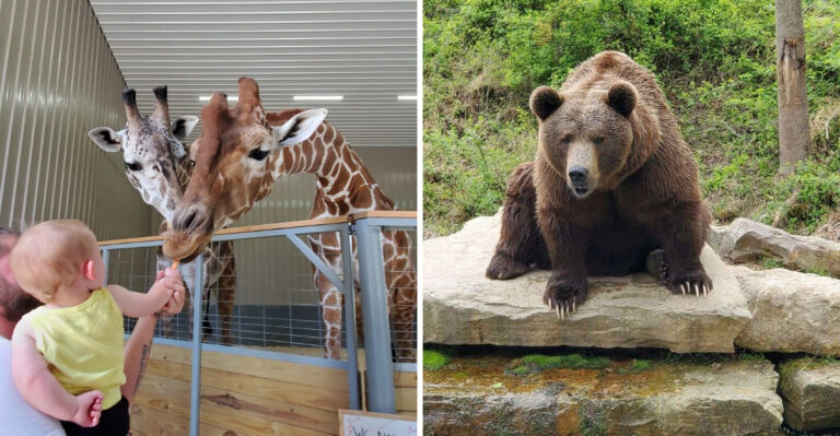 This Under-The-Radar Indiana Wildlife Park Feels More Like A Safari Adventure