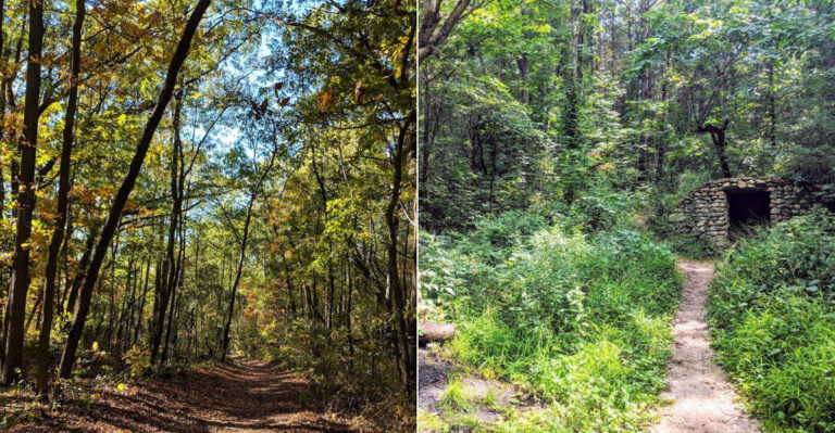 8 Michigan Areas Where You’re More Likely To Spot A Black Bear This Year