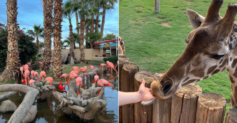 This Arizona Wildlife Park Puts You Closer To Exotic Animals Than You Ever Imagined