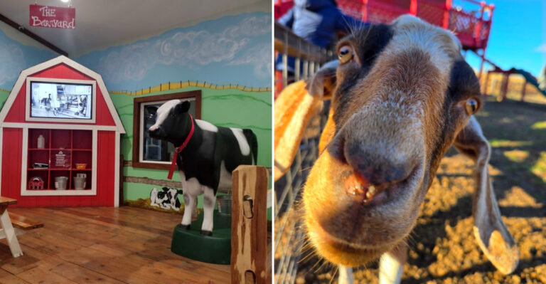 This Wisconsin Cheese Farm Lets You Follow The Journey From Milk To Cheese