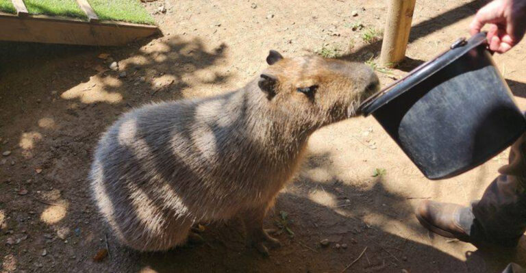 This Massachusetts Zoo Has A Capybara Encounter Animal Lovers Will Adore