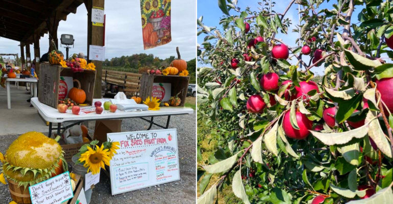 This Upstate New York Orchard Is Opening For Early Apple Picking Before The Fall Crowds Arrive