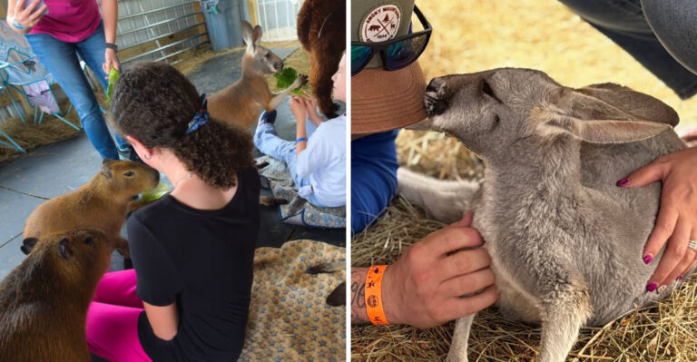 This Tennessee Petting Farm Is The Sweetest Kind Of Smoky Mountain Detour