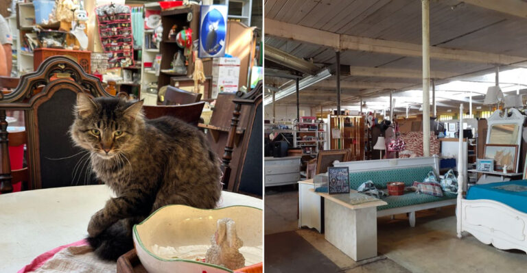 This North Carolina Flea Market Lets You Shop With Rescue Cats By Your Side