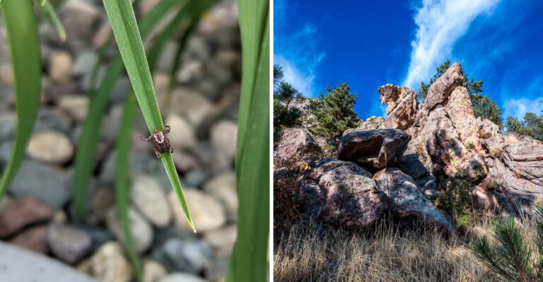 These Colorado Hiking Trails Are So Overrun With Ticks That Hikers May Want To Skip Them