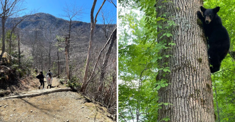 8 Tennessee Hiking Trails Where Black Bear Sightings Are Surprisingly Common