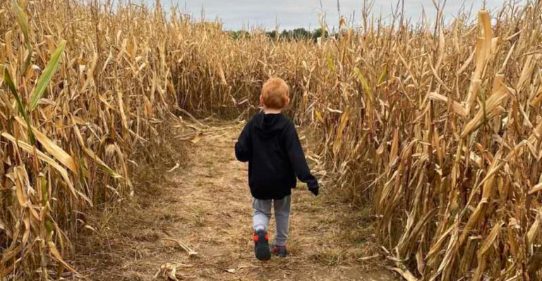 A Corn Maze And Friendly Farm Animals Make This Chippewa Falls Farm A Fall Favorite