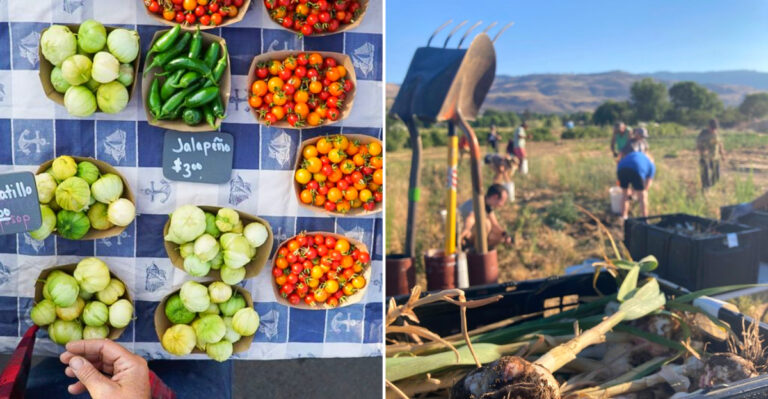 The Fall Harvest At This Nevada Farm Stand Is Worth Waiting For