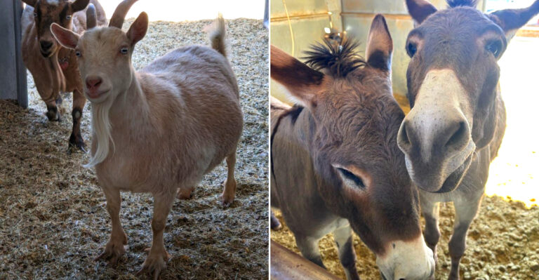 This Nevada Animal Rescue Lets Families Feed Pigs And Meet Friendly Farm Animals