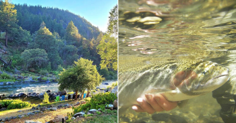 This California River Gets Packed With Salmon, And Bears Know Where To Find Them