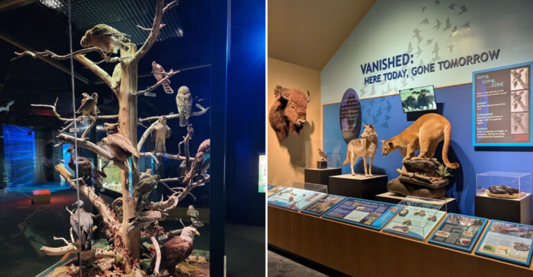 This Massive Indoor Mississippi Museum Is Packed With Strange Curiosities