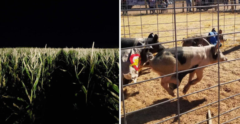 This Nevada Corn Maze Is The Family Tradition Everyone Looks Forward To Each Fall