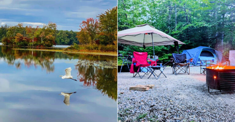 10 New Hampshire Areas Where You’re Most Likely To Spot A Black Bear This Summer