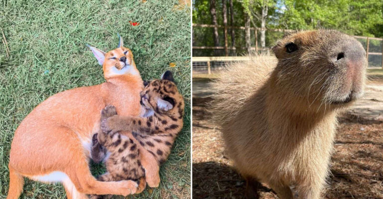 This Mississippi Animal Sanctuary Is A Late Summer Destination You Will Want On Your 2026 Bucket List
