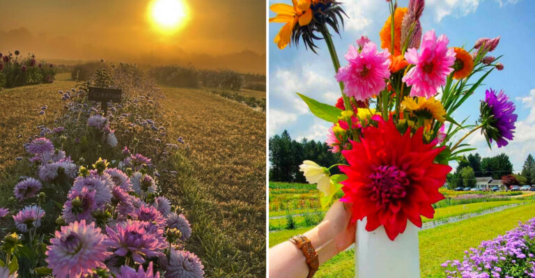 This Upstate New York Farm Lets You Cut Your Own Flower Bouquet And Take It Home