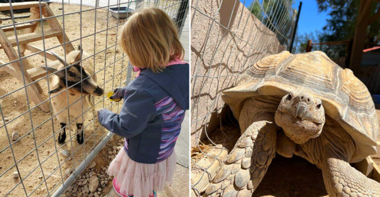 This Nevada Animal Sanctuary Is Full Of Rescued Creatures Waiting To Meet You