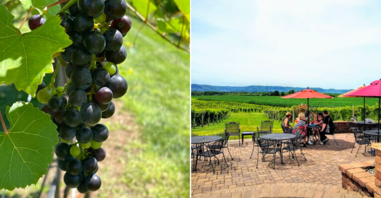 This Wisconsin Vineyard Grows Grapes Built For Harsh Winters
