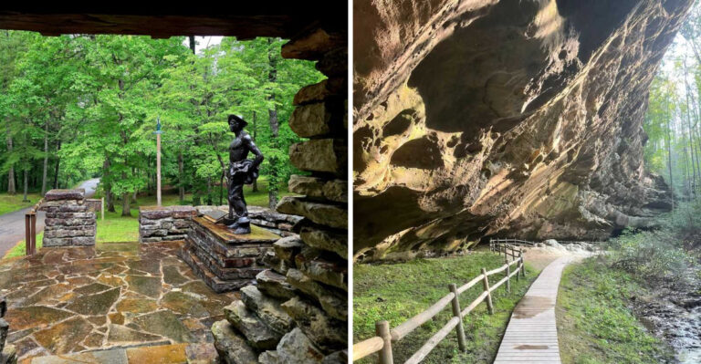 This Under-The-Radar Tennessee Park Might Be The Best Place To See A Black Bear In The Wild