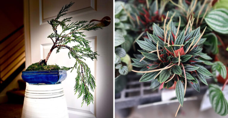 Stock Up On Budget-Friendly Fresh Herbs At This Nevada Garden Nursery