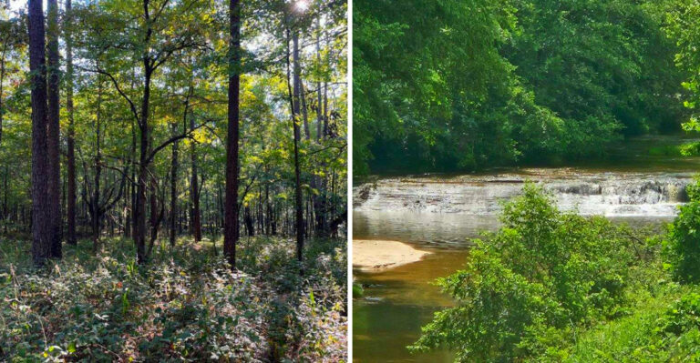 The Mississippi Tree Tunnel That Runs 15 Miles Through A National Forest