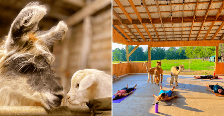 A New York Goat And Alpaca Farm 90 Minutes From NYC Where The Stress Leaves Before You Even Park