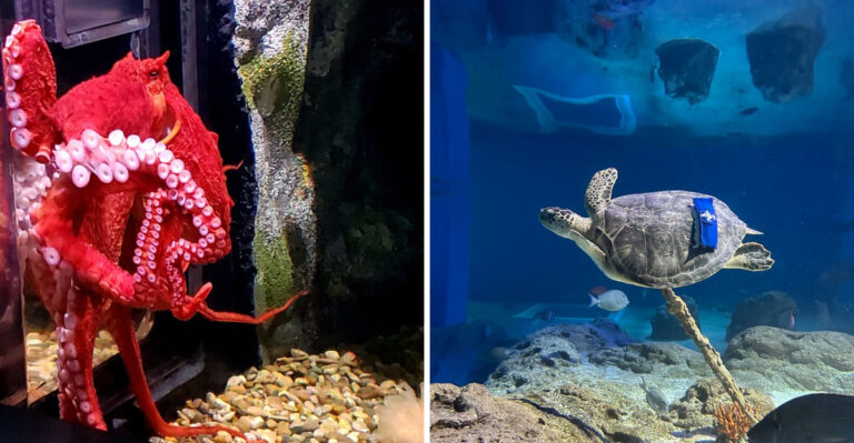 After Dark, This Missouri Aquarium Becomes A Grown Up Underwater Getaway