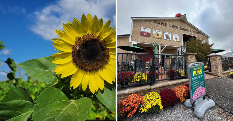 This Pennsylvania Sunflower Festival Is One Of August’s Most Breathtaking Outdoor Events